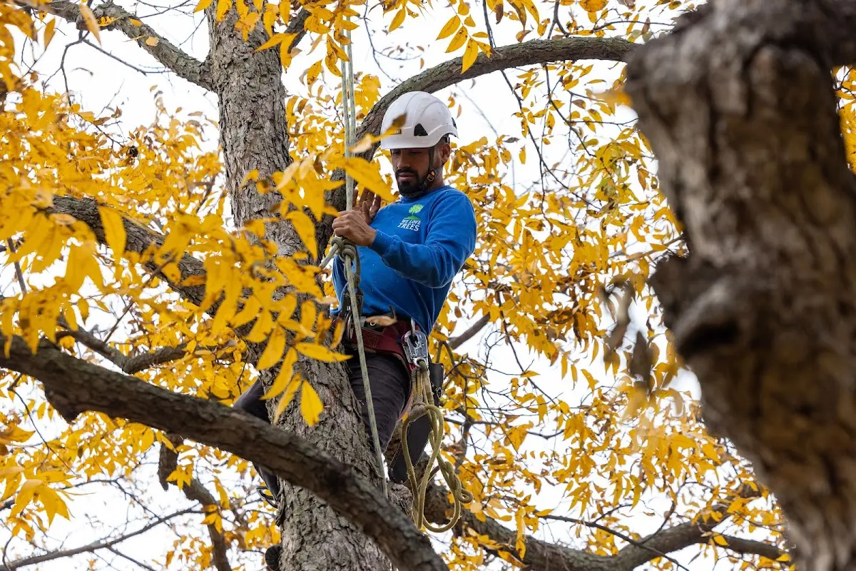 Skilled Storm Damage Cleanup crew working in Marathon